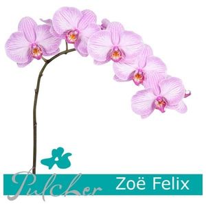 ORCHID. PHALAENOPSIS ZOE FELIX .X45